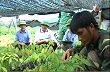 Nghệ An: Tiếp tục mở rộng diện tích cao su trên địa bàn 